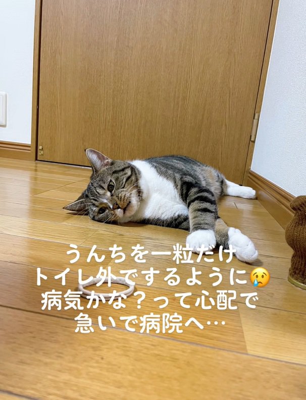 寝ころんでる猫