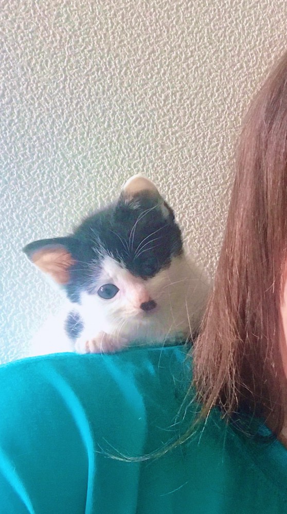 肩にのっている猫