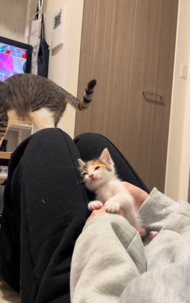 膝の上によりかかって眠そうな三毛の子猫