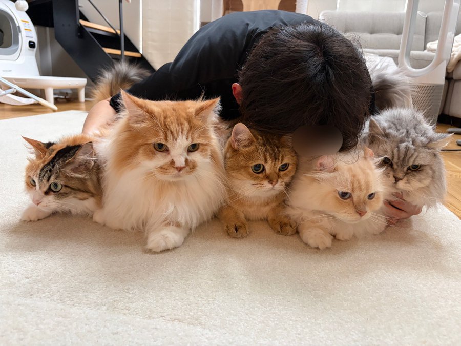 5匹の猫を抱き寄せる飼い主さん