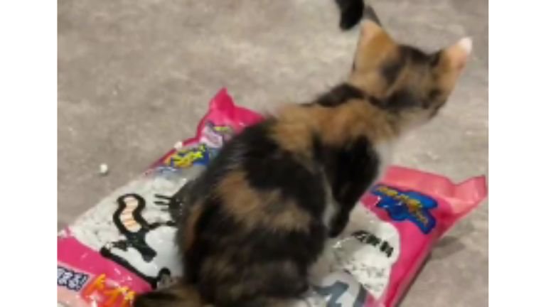 猫砂の袋に乗っている猫