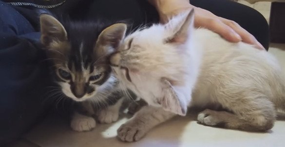 寄り添う2匹の子猫