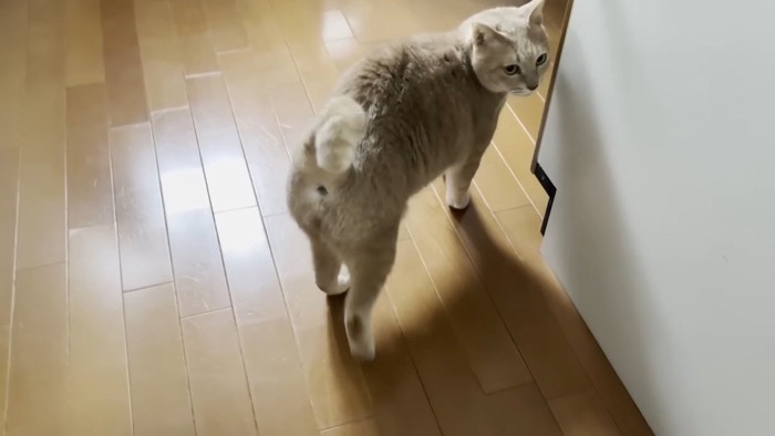 振り返るひのきちゃん