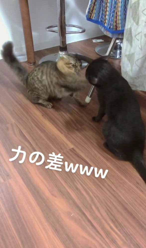 叩かれるモフ猫ちゃん