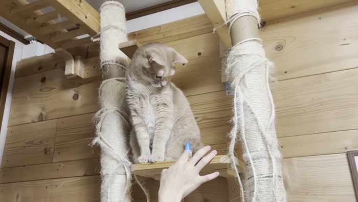 キャットタワーの上