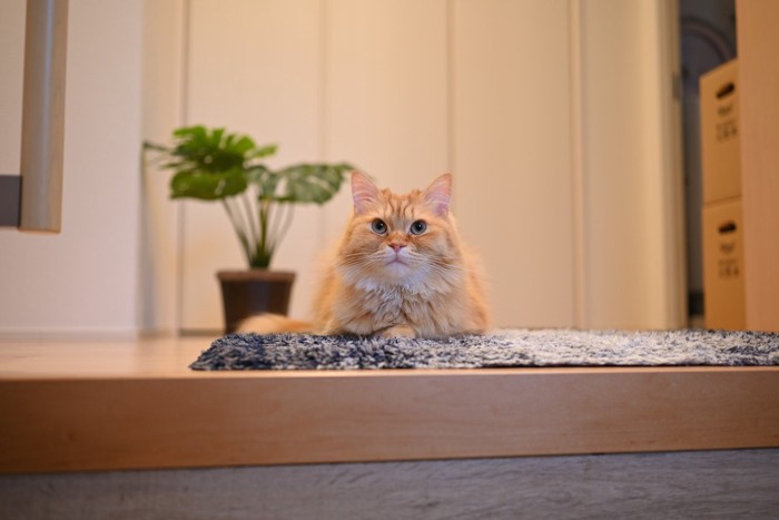 玄関で座る茶猫