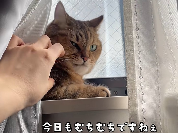 窓の桟で寛ぐ猫(今日もむちむちですねぇ)