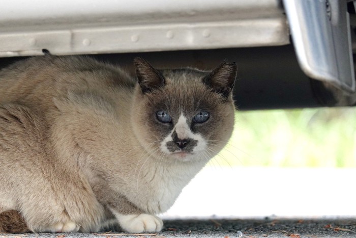 車の下に隠れる猫