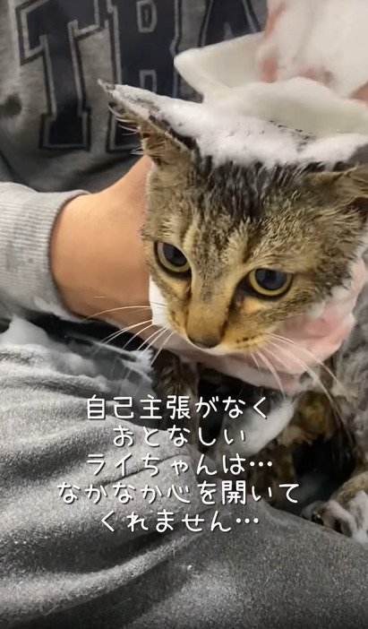 洗われる猫