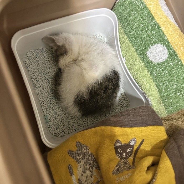 猫砂の上で丸くなって眠る子猫