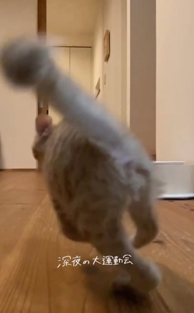 追いかけっこする2匹