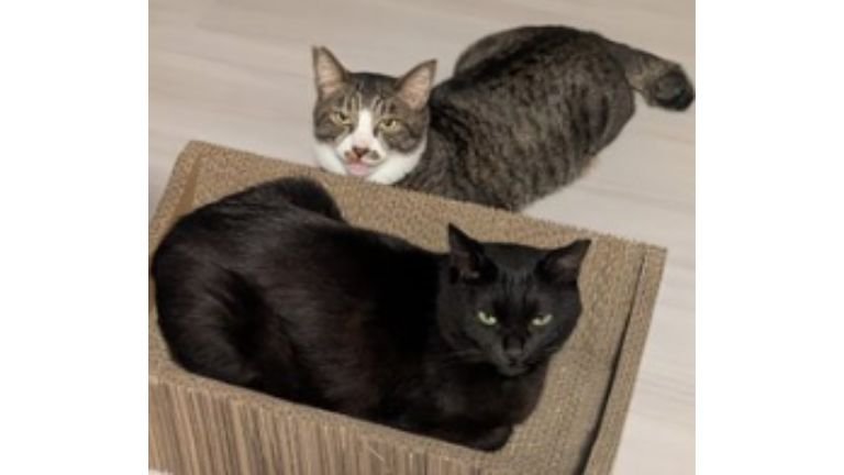 室内にいる猫たち