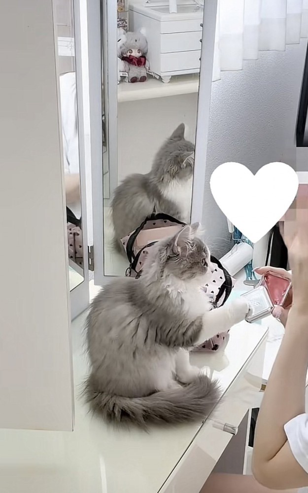 コスメに手を伸ばす猫の写真3