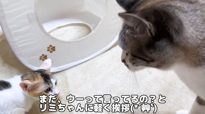 挨拶するリノ姫