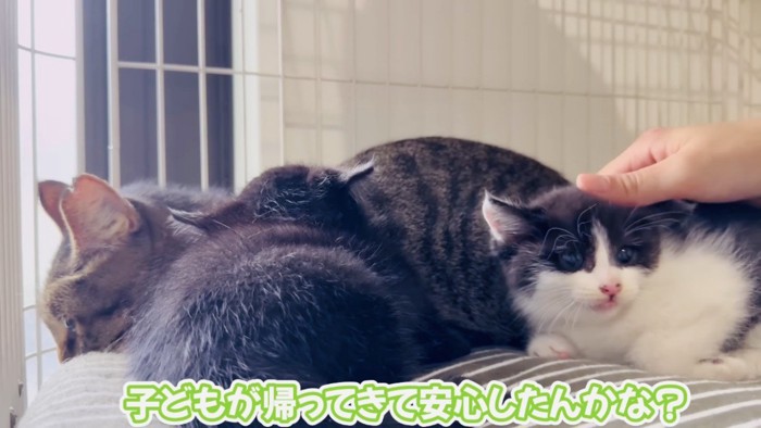 ゲージの中のサビトラ猫と2匹の子猫