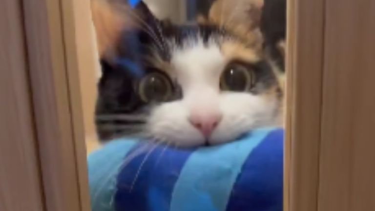 ドアの前にいる猫