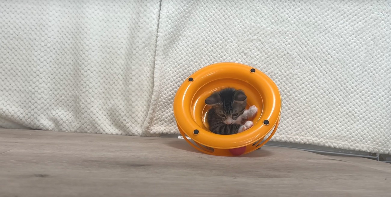 オレンジの中からボールを狙う猫