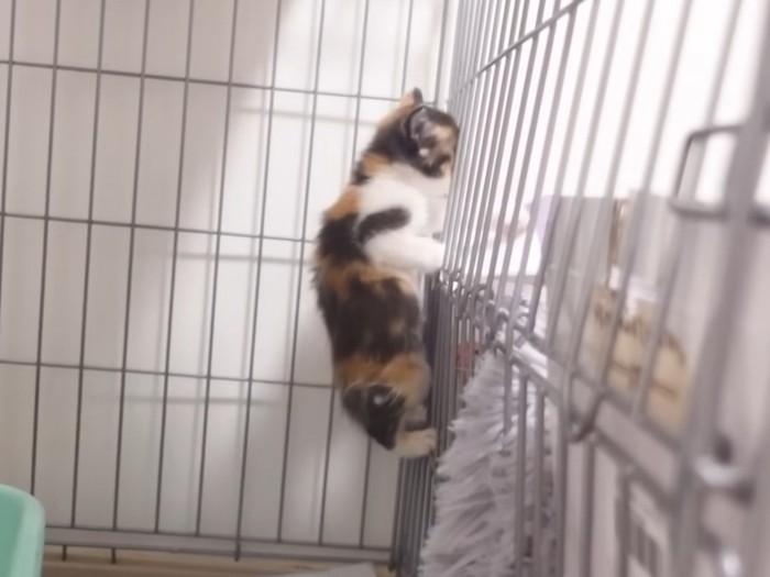 ケージをよじ登る三毛猫の子猫