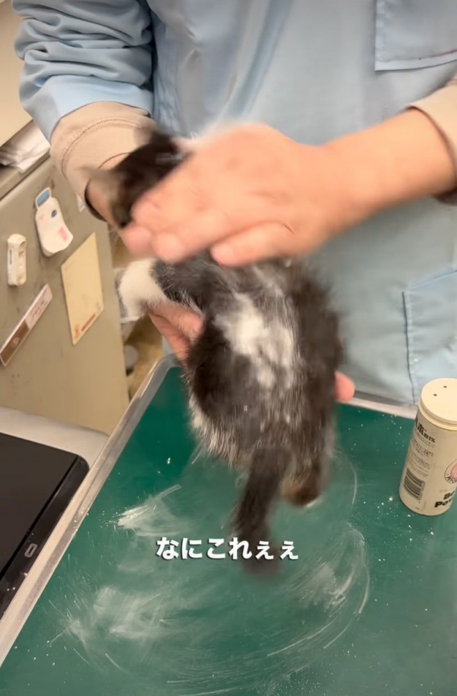 子猫の体に粉をまぶす