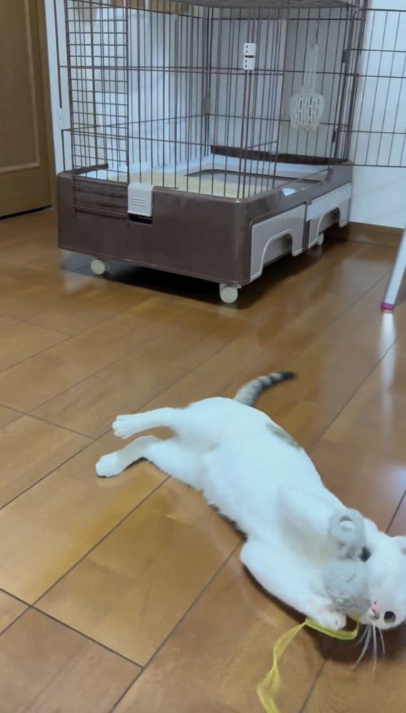 おもちゃで遊ぶ猫