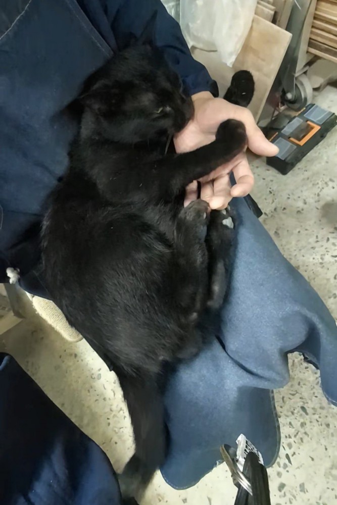 人の手をケリケリする猫