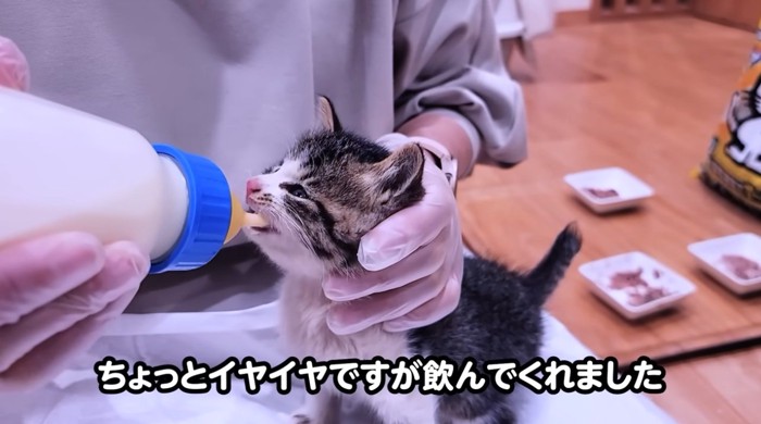 哺乳瓶からミルクを飲む子猫