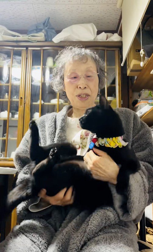 人に抱かれている猫