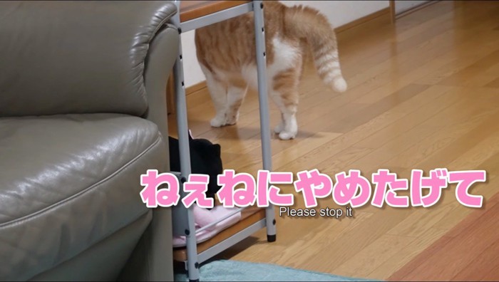 スコティッシュフォールドに声を掛ける女性