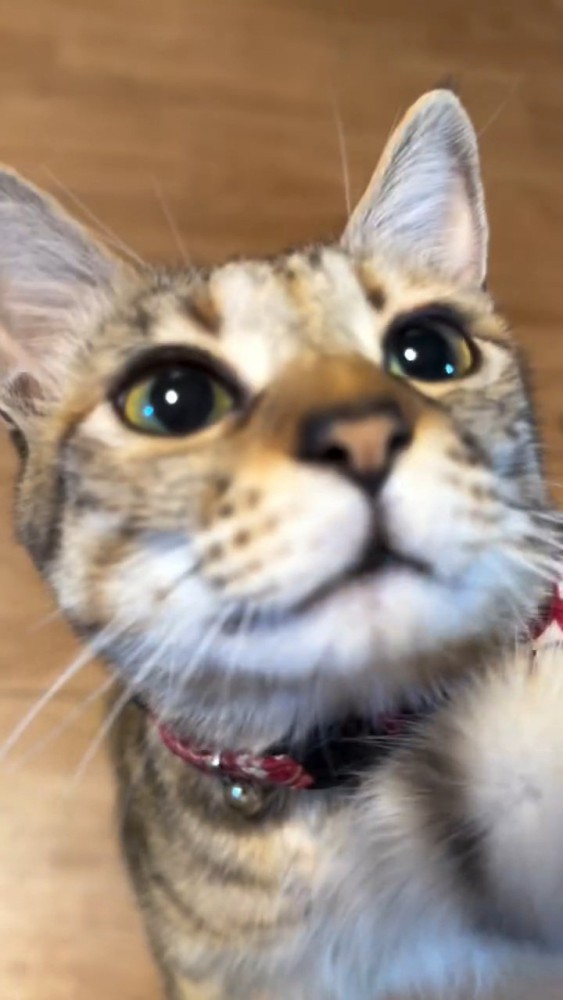 猫の顔