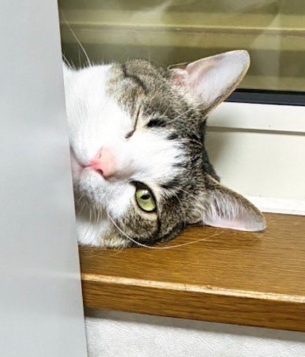 窓枠に横になって、飼い主にウインクする猫