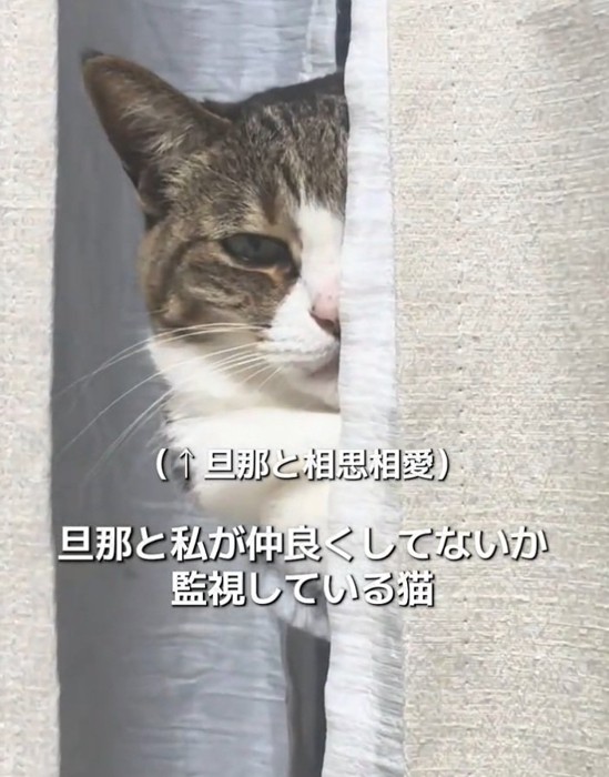 凝視する猫
