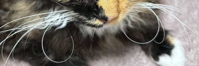 猫のカールしたヒゲアップ