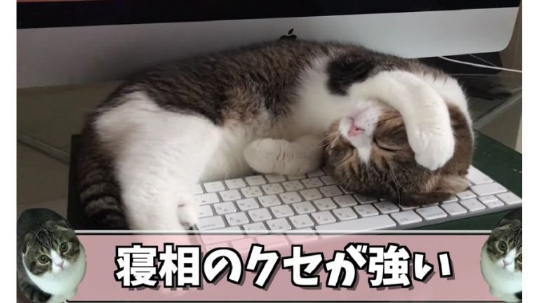 キーボードの上で眠る猫