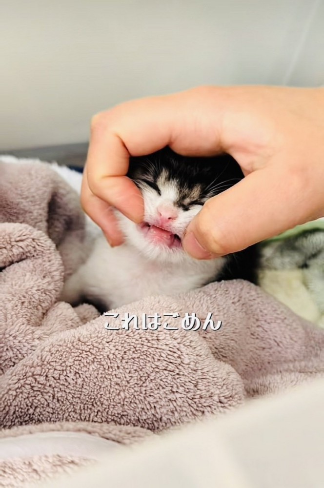 投稿主さんに手で口を開かれる赤ちゃん猫
