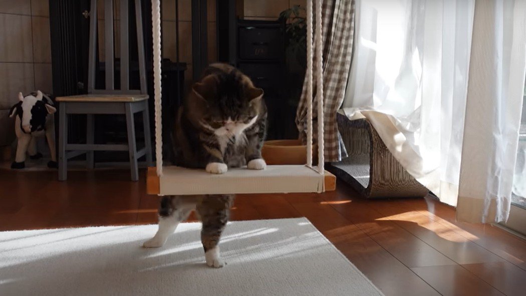 ブランコによじ登る猫