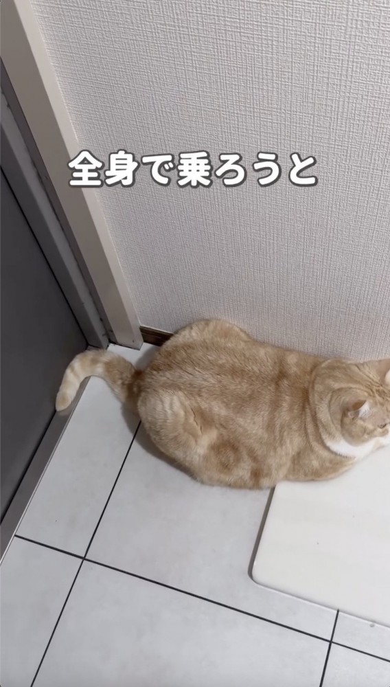 全身で乗ろうとはしない猫