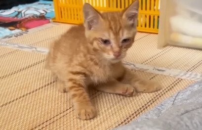 床に座る猫