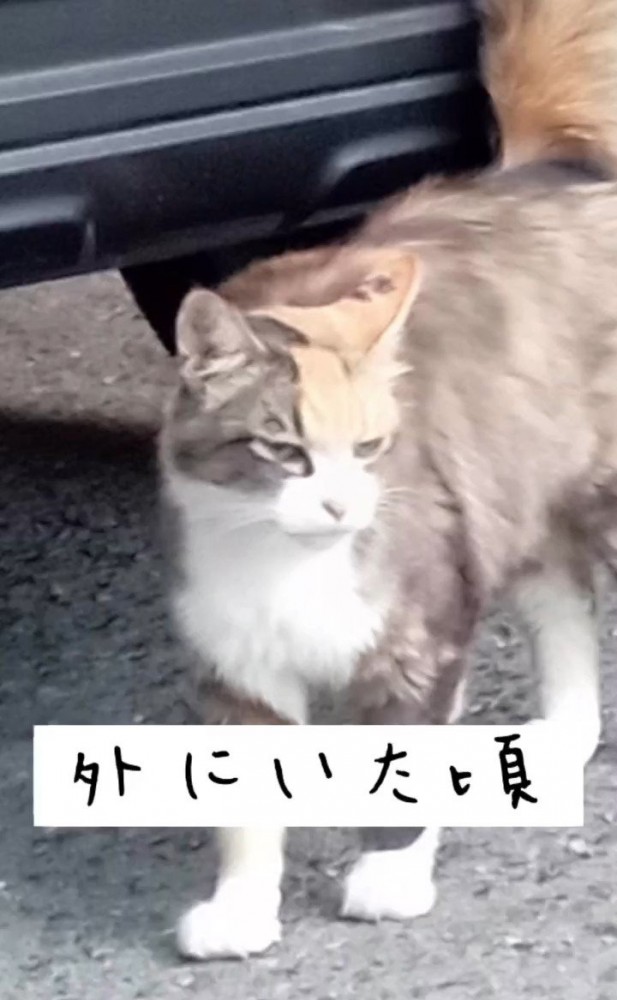 外にいる猫