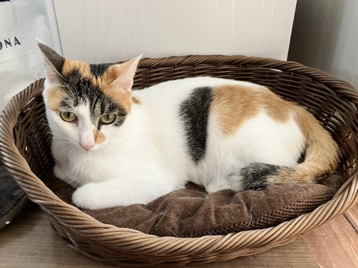 猫ベッドでくつろぐ三毛猫
