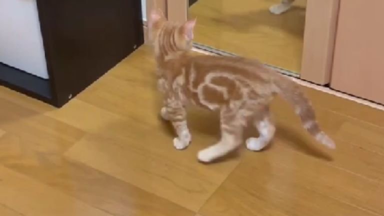 鏡を見る猫