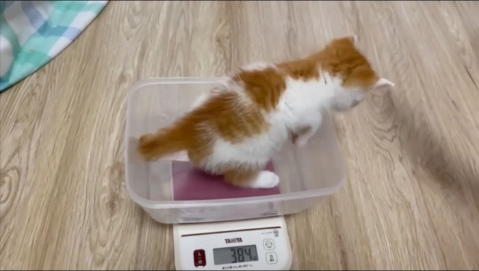 体重測定をする子猫