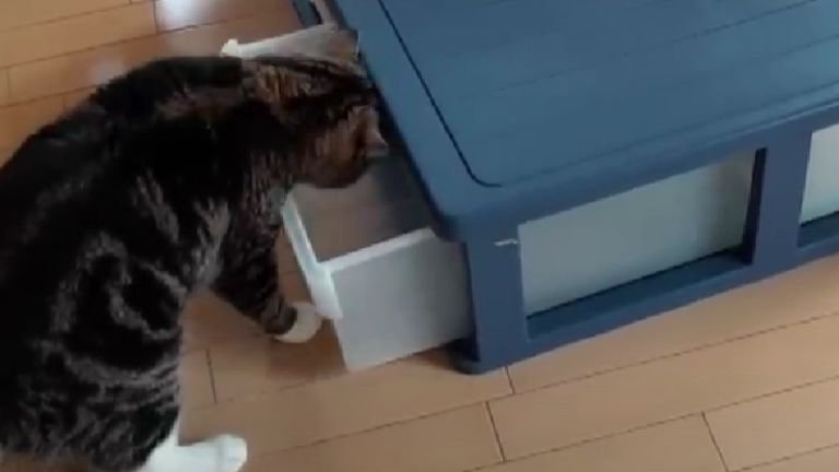 引き出しを開ける猫