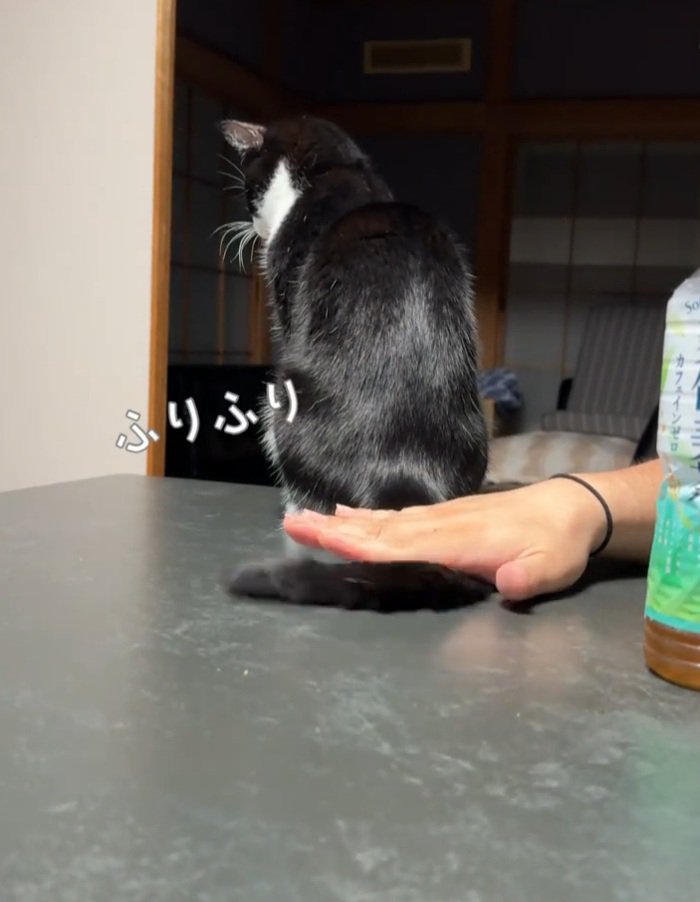 向こうを見る猫