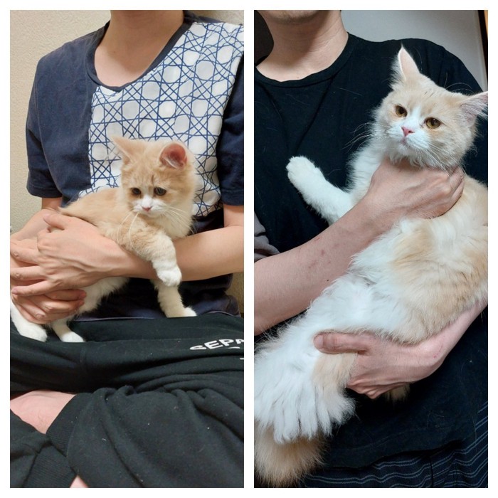 抱っこされる猫