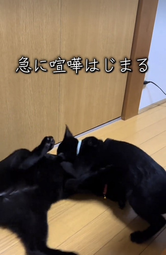 ニャンプロする2匹の黒猫