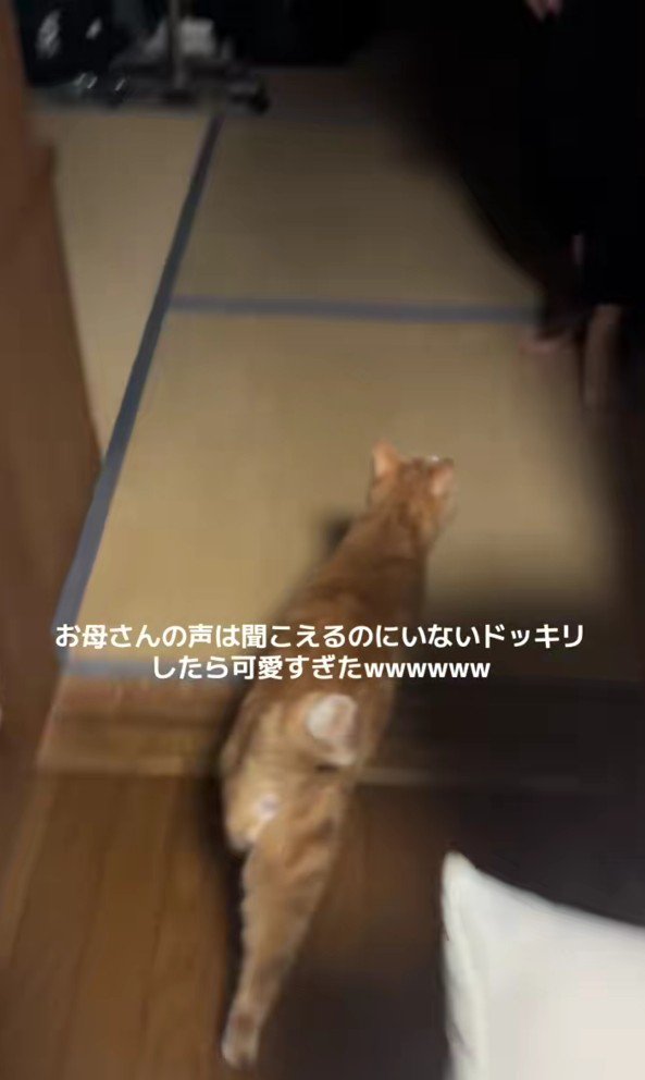 走る猫