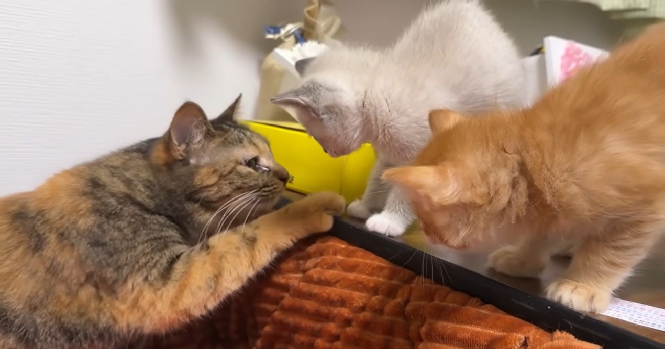 あいさつをしている猫と子猫