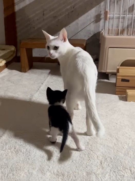 母猫の後ろを歩く子猫