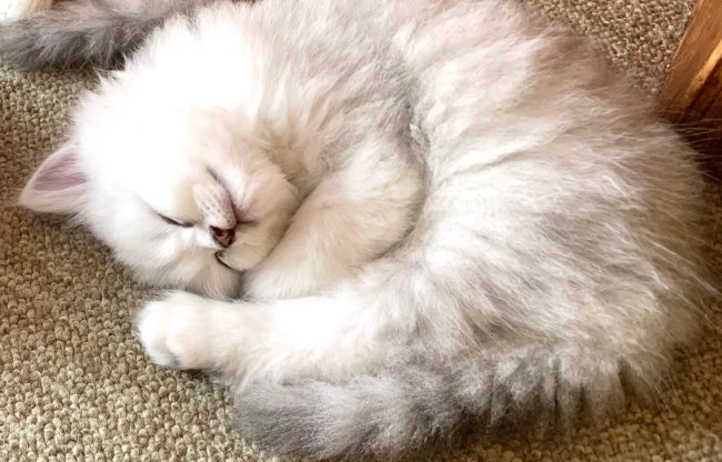 丸くなって眠る子猫(しっぽが白とグレーまだらな猫)