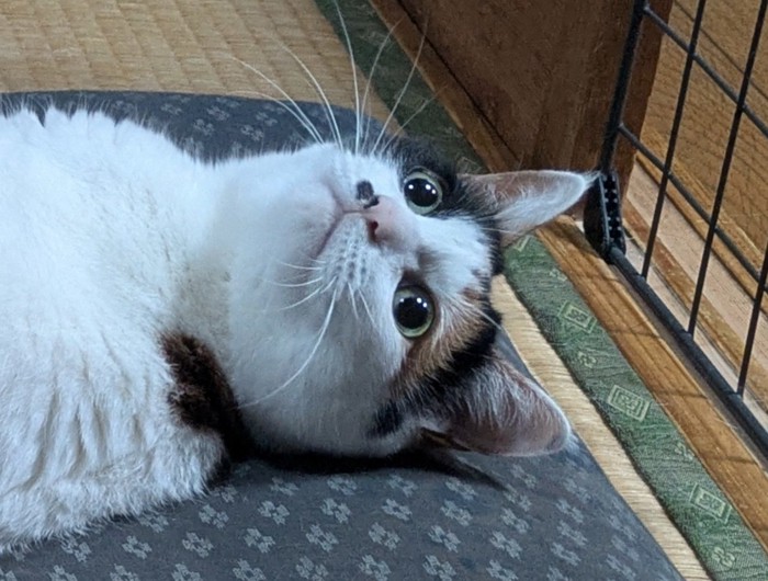 振り向いた猫の顔